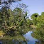 Parco_Migliarino_San_Rossore_Massaciuccoli