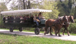 escursioni Parco San Giuliano Terme Pisa 300x175 Parco di San Rossore, tra natura selvaggia e terme