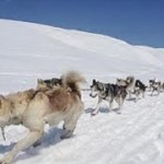 Passo_del_Tonale-sleddog