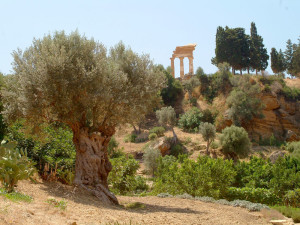 Giardino della Kolymbetra Agrigento 300x225 Giardini della Kolymbetra, il parco tra i templi greci